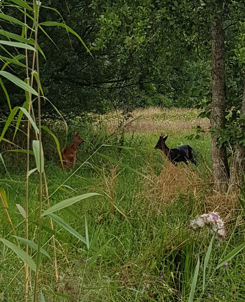blog-foto
