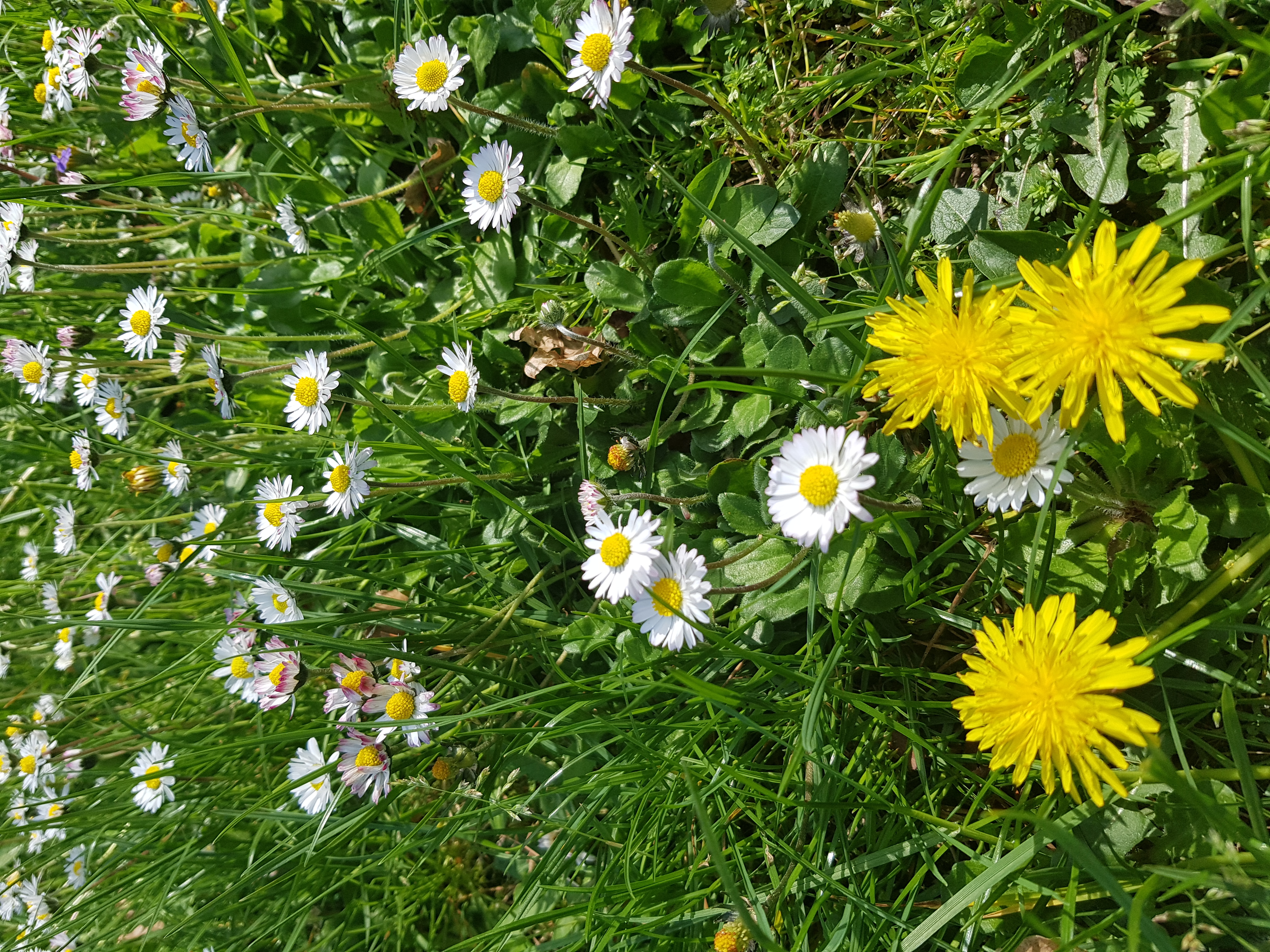 blog-foto